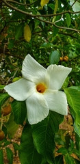 Tabernaemontana litoralis