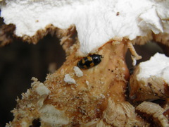 Glischrochilus grandis