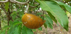 Tabernaemontana litoralis