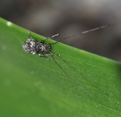 Phymatus hetaera