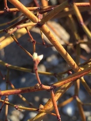 Eriogonum deflexum deflexum