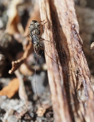 Phymatus hetaera
