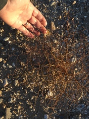 Eriogonum deflexum deflexum