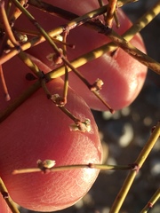 Eriogonum deflexum deflexum