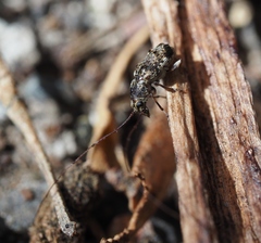 Phymatus hetaera