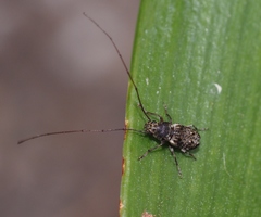 Phymatus hetaera