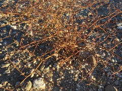 Eriogonum deflexum deflexum