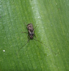 Phymatus hetaera