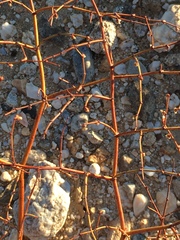 Eriogonum deflexum deflexum