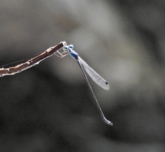 Indolestes tenuissimus