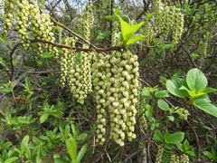 Stachyurus praecox