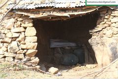 Anthophora villosula