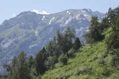 Juniperus seravschanica