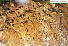 Anthophora villosula