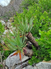 Aloe succotrina