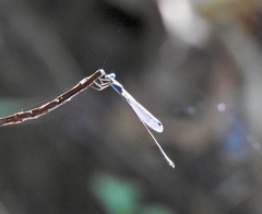 Indolestes tenuissimus