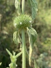 Leucas martinicensis