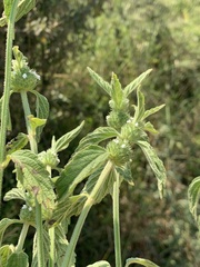 Leucas martinicensis