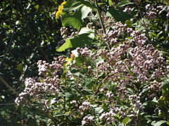 Ageratina deltoidea