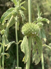 Leucas martinicensis