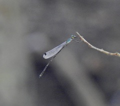 Indolestes tenuissimus