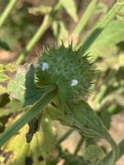 Leucas martinicensis