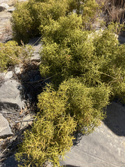 Choisya dumosa