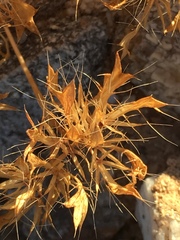 Langloisia setosissima