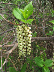 Stachyurus praecox
