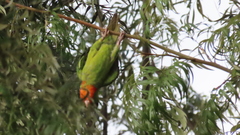 Psittacara holochlorus rubritorquis