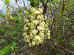 Stachyurus praecox