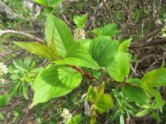 Stachyurus praecox