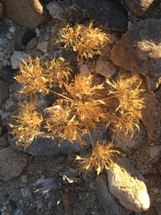 Langloisia setosissima