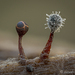 黏菌 - Photo 由 Alison K Pollack 所上傳的 (c) Alison K Pollack，保留部份權利CC BY-NC