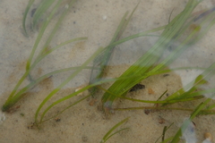 Zostera muelleri