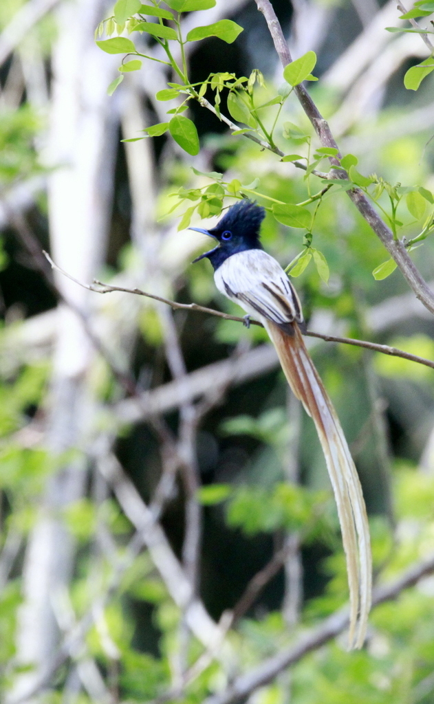 Tenggara Paradise-Flycatcher (Terpsiphone floris) photo