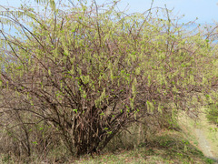 Stachyurus praecox