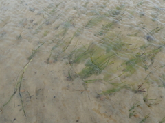 Zostera muelleri