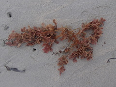 Thuretia quercifolia