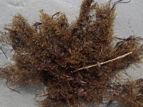 Lobospira bicuspidata, 2021-03-21