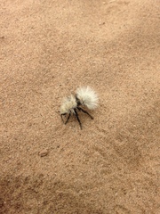 Dasymutilla coccineohirta