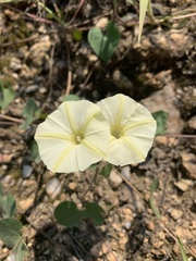 Ipomoea obscura obscura