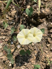 Ipomoea obscura obscura