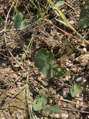 Ipomoea obscura obscura