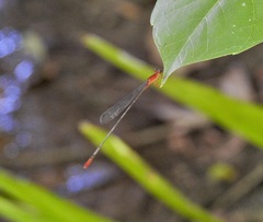 Teinobasis rufithorax