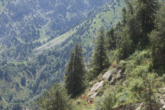 Juniperus seravschanica