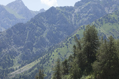 Juniperus seravschanica