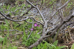 Primula matthioli