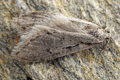 Semioscopis avellanella