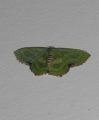 Metallochlora lineata